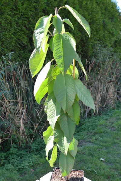 Cerisier nain 'Sylvia'