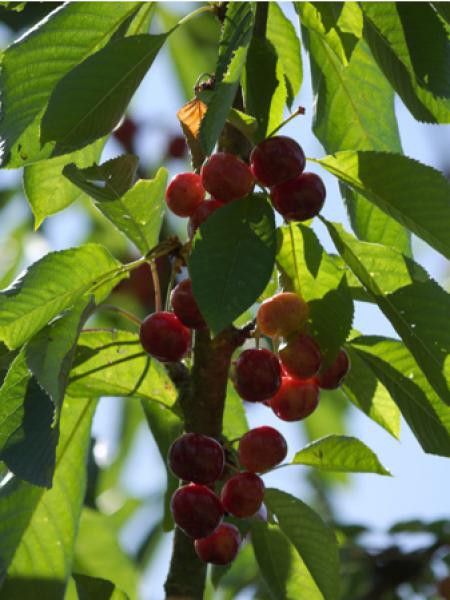 Cerisier 'Reverchon'