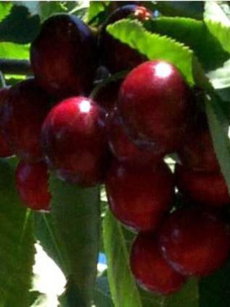 Cerisier 'Schneider's Späte Knorpelkirsche'