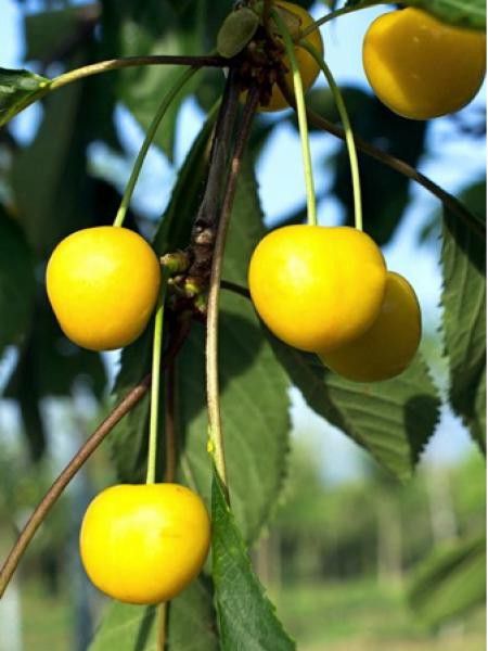 Cerisier 'Stark Gold'