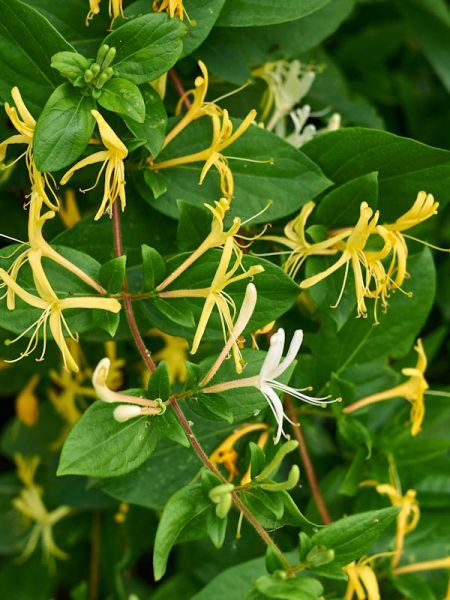 Chèvrefeuille du Japon 'Halliana'