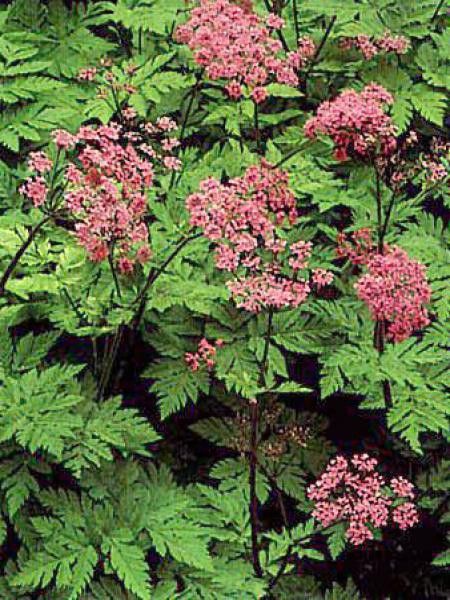 Chaerophyllum hirsutum 'Roseum'