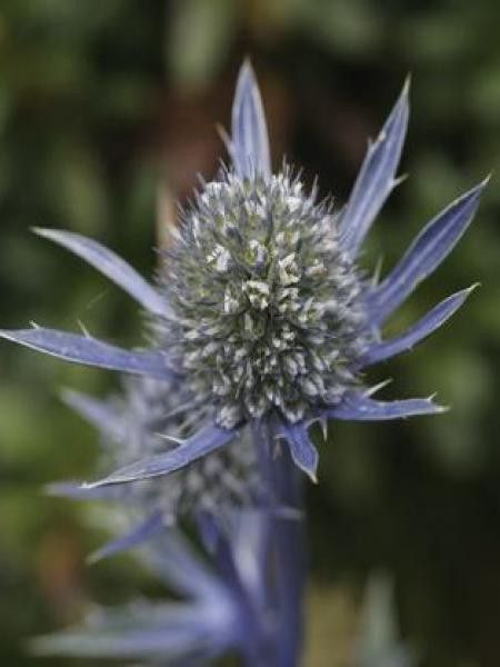 Chardon bleu des Pyrennées