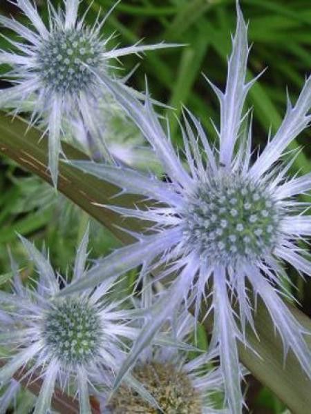 Chardon bleu, Panicaut à feuilles planes