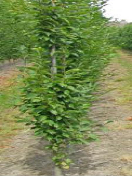 Charme colonnaire 'A. Beeckman'