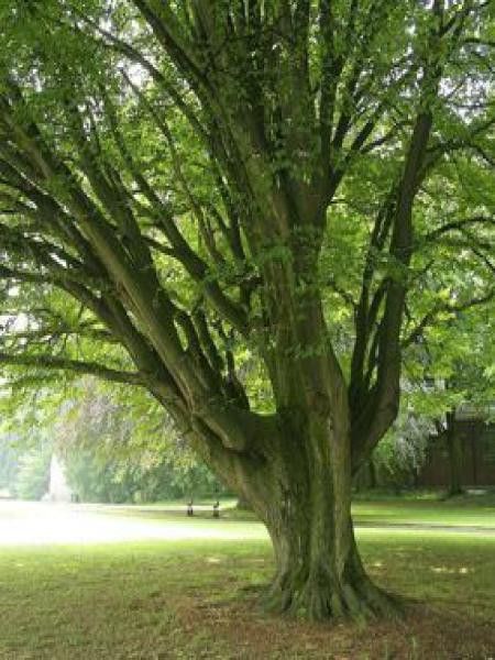 Charme Commun (Carpinus Betulus) | 80 Cm En Racines Nues | Pour Haie Ou Topiaire | Feuillage Doré En Automne | À Planter En Automne-hiver - 3