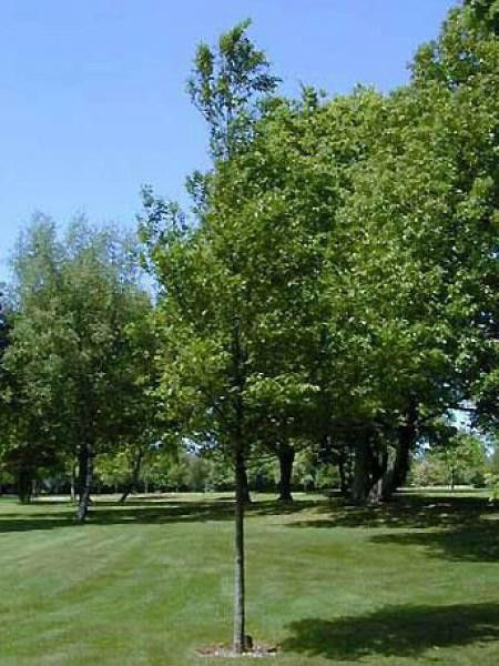 Charme commun, Charmille