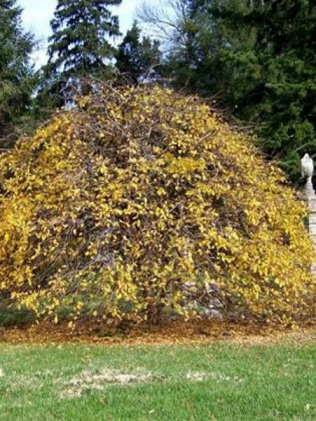 Charme commun 'Pendula'