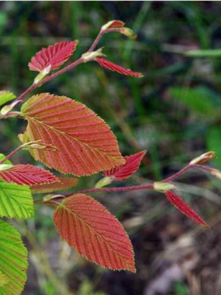 Charme commun 'Purpurea'