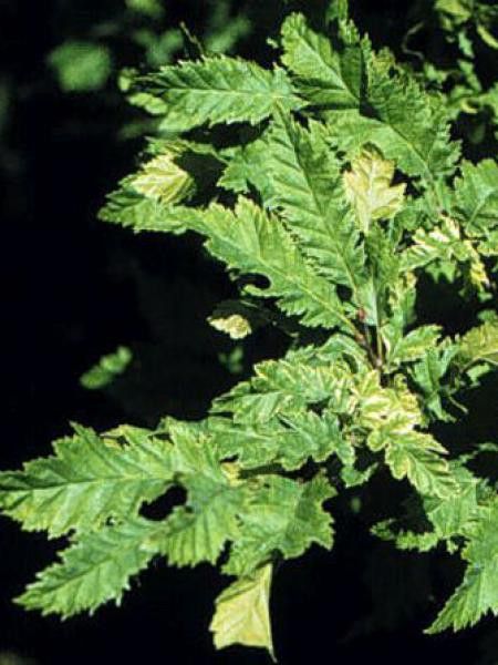 Charme commun 'Quercifolia'