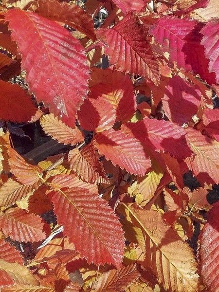 Charme commun 'Rockhampton'