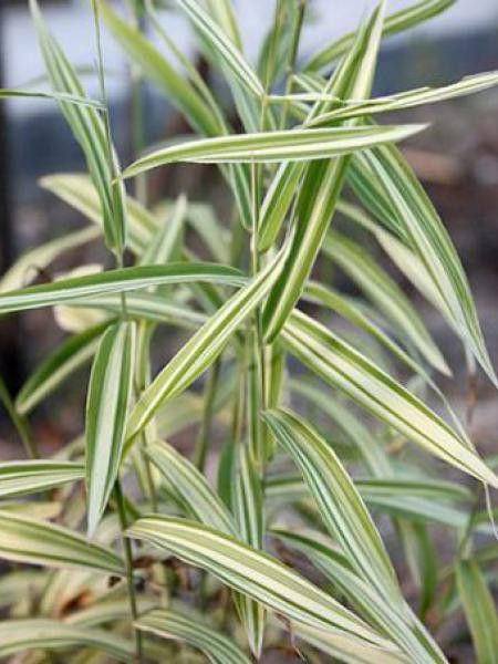 Chasmanthium latifolium 'River Mist'