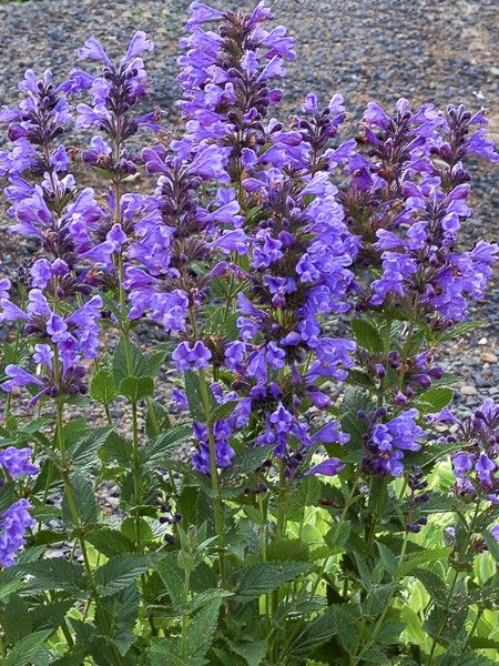 Chataire 'Blue Dragon'