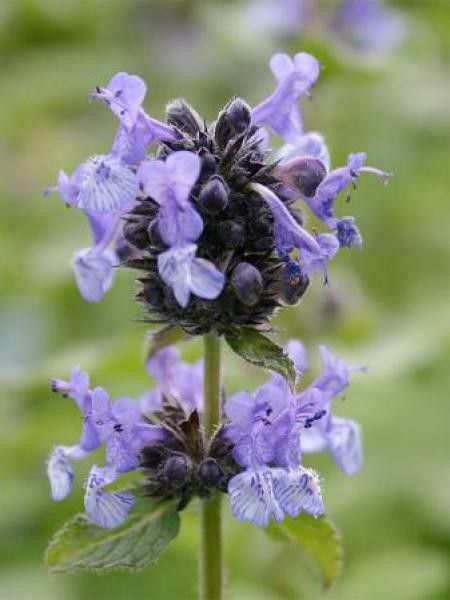 Chataire de l'Himalaya