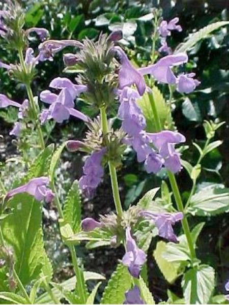 Chataire de Sibérie 'Souvenir D'André Chaudron'