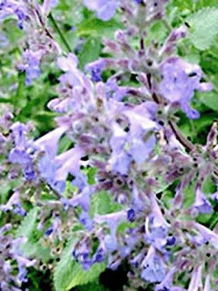 Chataire 'Little Tich'