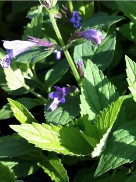 Chataire 'Manchu Blue'