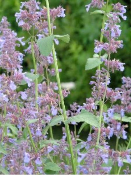 Chataire 'Pool Bank'