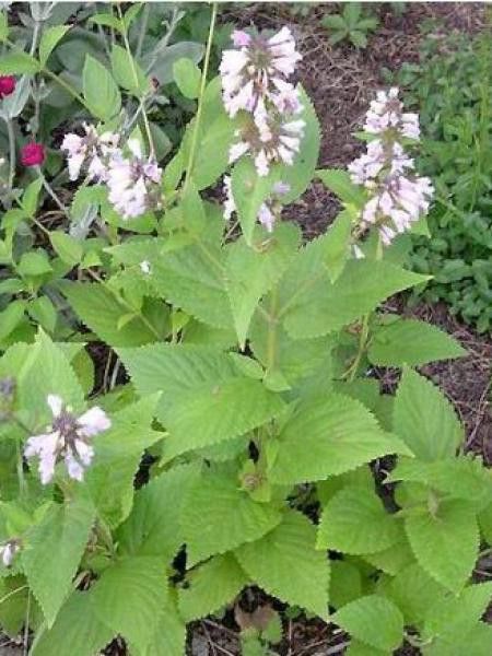 Chataire subsessile 'Sweet Dreams'