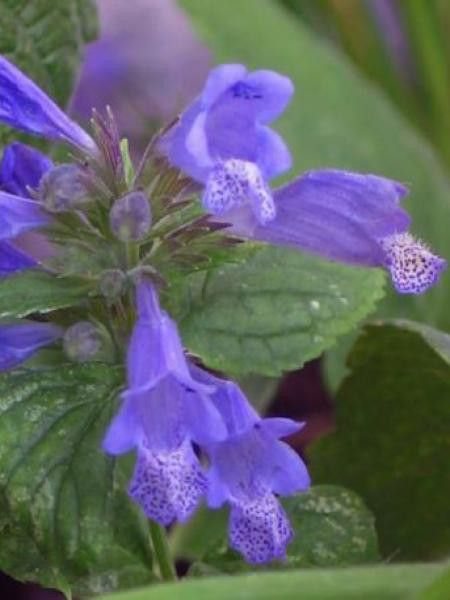 Chataire subsessile 'Washfield'