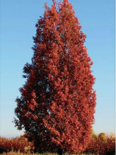 Chêne 'Crimson Spire'