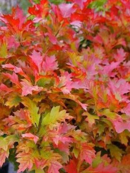 Chêne des marais, Chêne épingle 'Isabel'