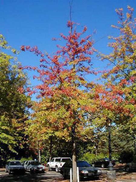 Chêne des marais, Chêne épingle
