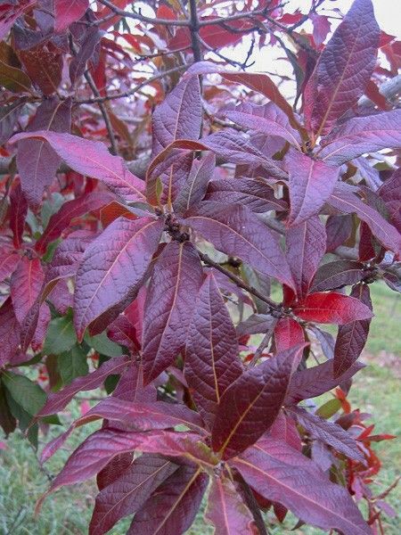 Chêne mexicain 'Maya'