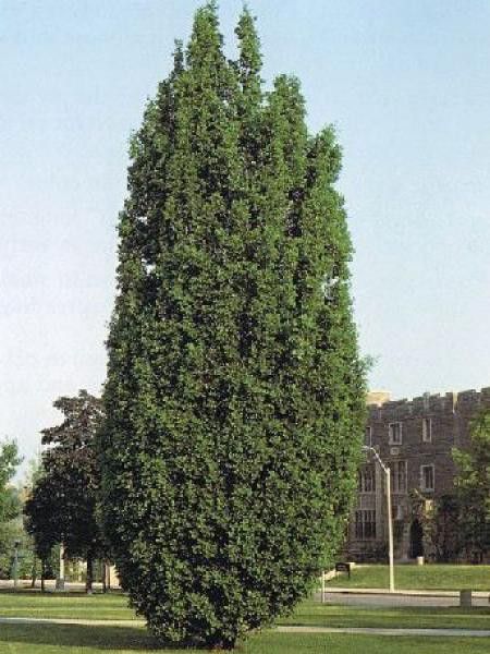 Chêne pédonculé 'Fastigiata'