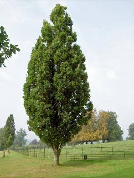 Chêne pédonculé 'Fastigiata Koster'