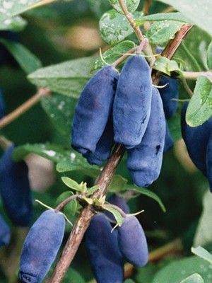 Chèvrefeuille à baies de Mai 'Edulis'
