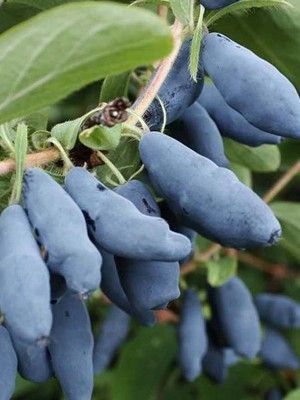 Chèvrefeuille à baies de Mai 'Nimfa'