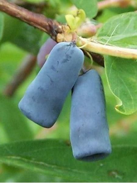 Chèvrefeuille à baies de Mai