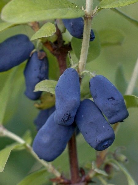 Chèvrefeuille à baies de miel 'Bee'