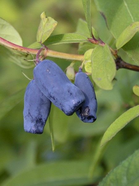 Chèvrefeuille à baies de miel 'Duet'