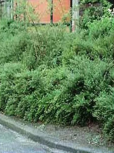 Chèvrefeuille à cupule