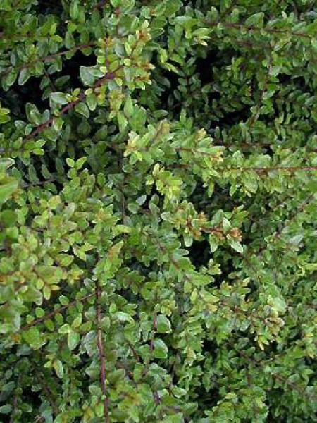 Chèvrefeuille à feuilles de buis 'Elegant'