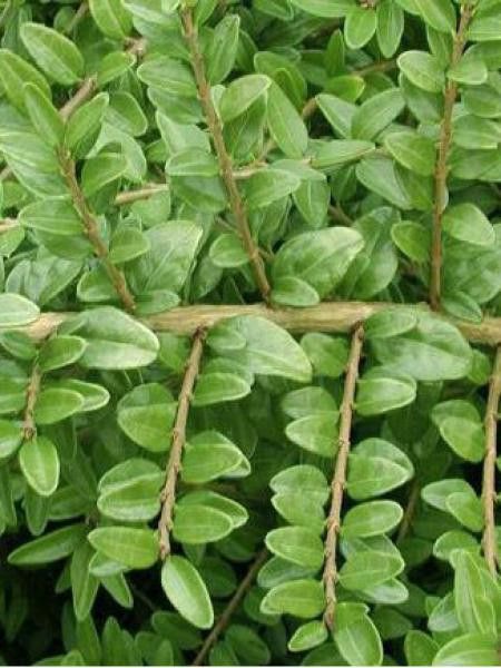 Chèvrefeuille à feuilles de buis 'Hohenheimer Findling'