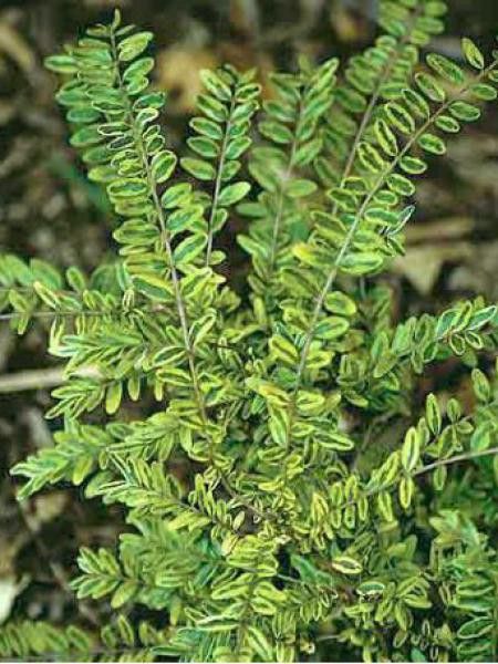 Chèvrefeuille à feuilles de buis 'Lemon Beauty'