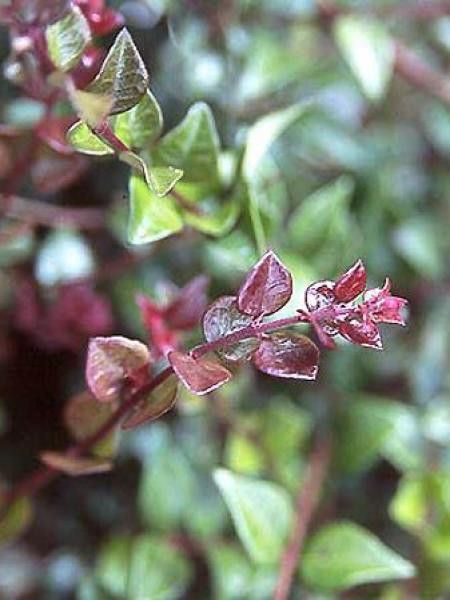 Chèvrefeuille à feuilles de buis 'Red Tips'