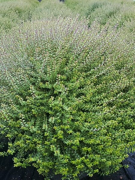 Chèvrefeuille à feuilles de buis 'Scoop'