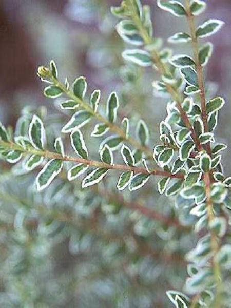 Chèvrefeuille à feuilles de buis 'Silver Beauty'