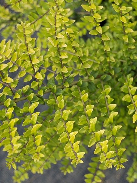Chèvrefeuille à feuilles de buis 'Twiggy'