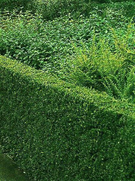 Chèvrefeuille à feuilles de buis