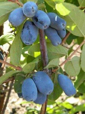 Chèvrefeuille 'Berry Blue'