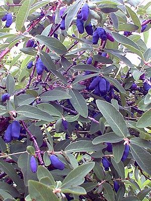 Chèvrefeuille 'Blue Belle'