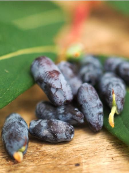 Chèvrefeuille 'Blue Velvet' ou 'Sweet Myberry'