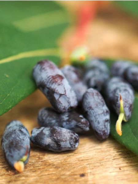 Chèvrefeuille 'Borealis'