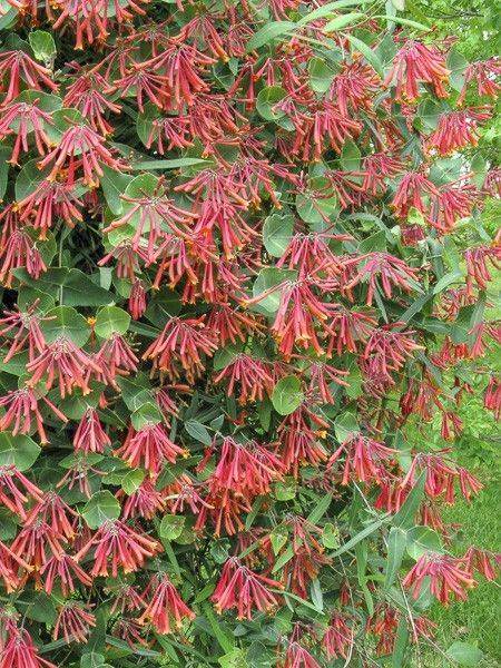 Chèvrefeuille 'Cedar Lane'