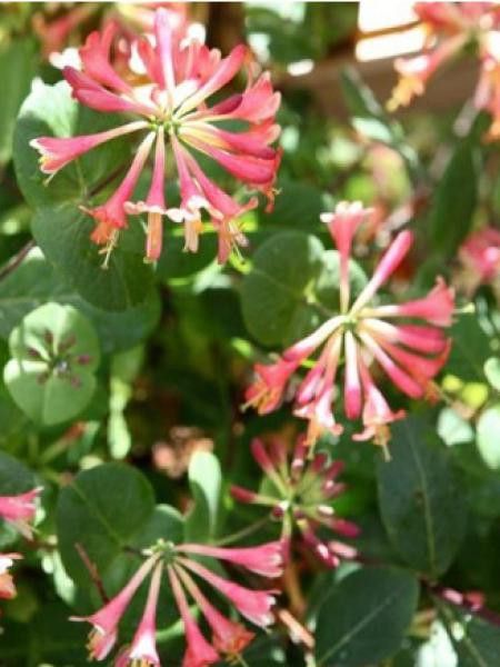 Chèvrefeuille 'Celestial'